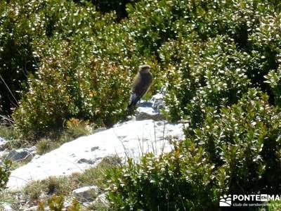 Hayedos Rioja Alavesa- Sierra Cantabria- Toloño;excursiones con perros escapadas sierra de madrid r